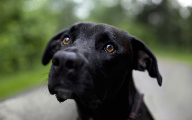 samedog