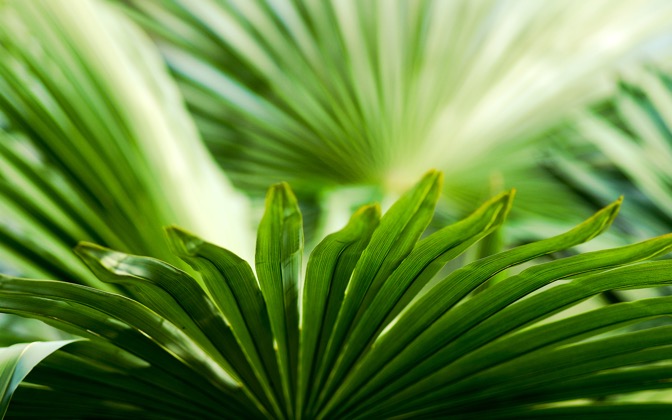leaves