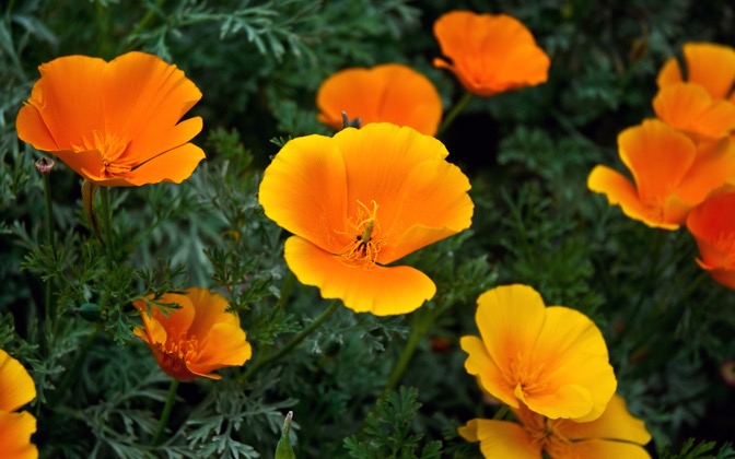 goldenstatepoppies