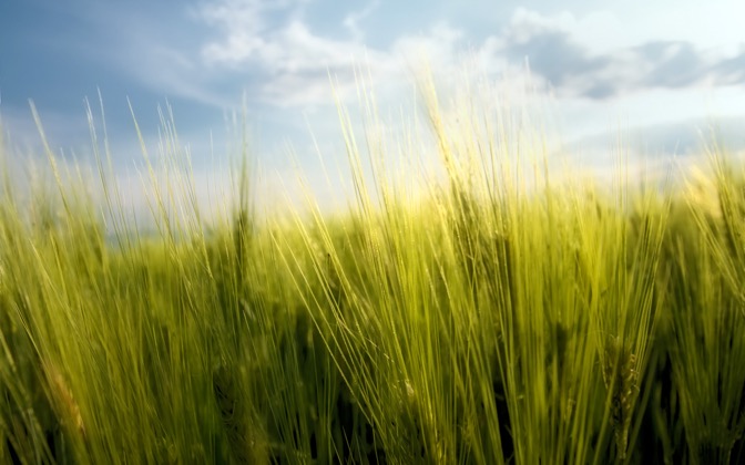 springwheat