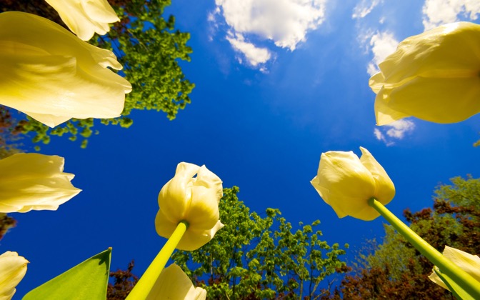 tuliprace