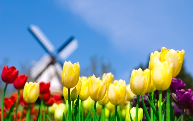 smellofholland