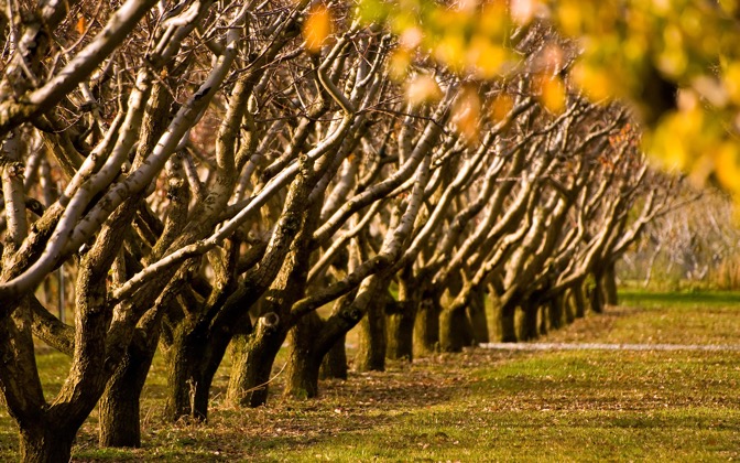 autumntrees