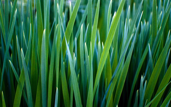 greengrass
