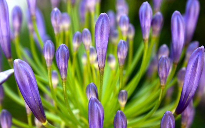 likethisflowers