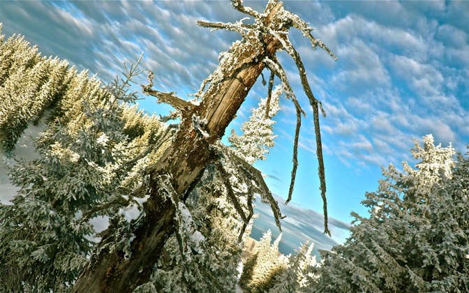 treeinsnow