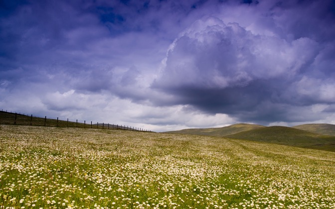 daisyfield