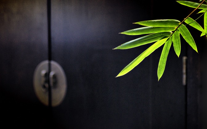 bamboo