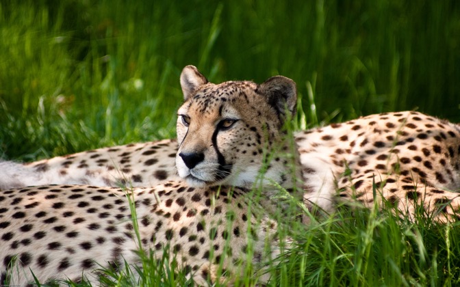 cheetahbeauty