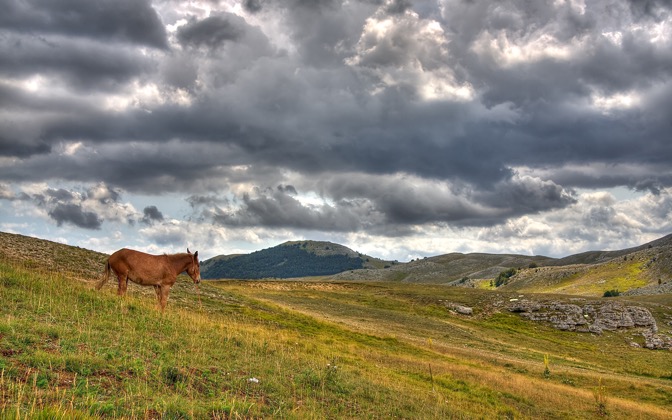 horse