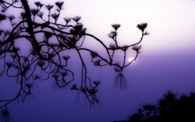 purplehaze