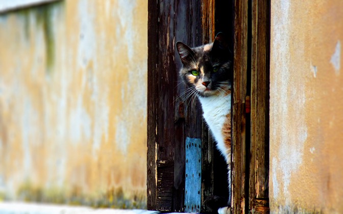 veneziancat