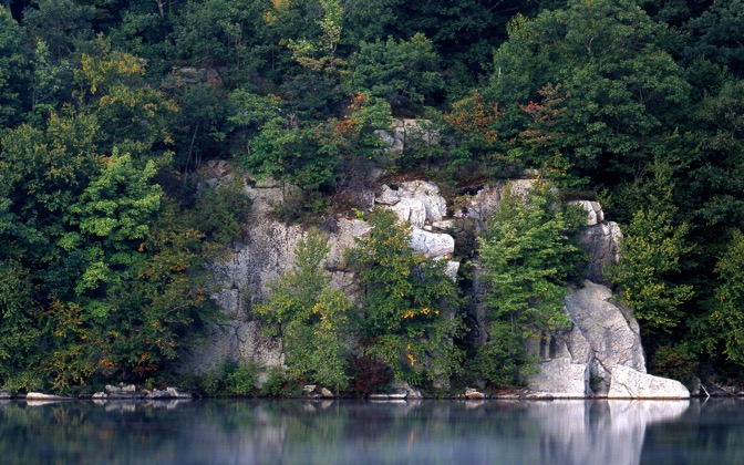 fahnestockfoliage