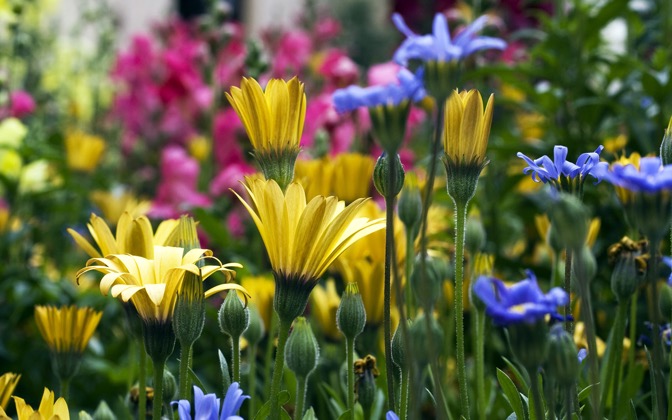 vailflowers