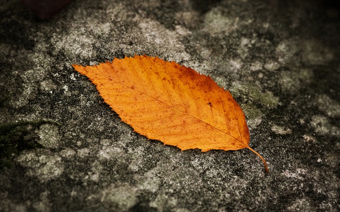 fallenleaf