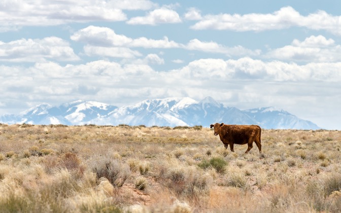 lonelycow