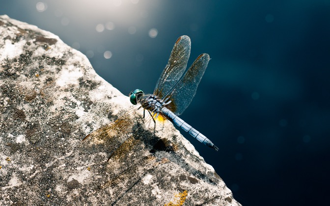 bluedragonfly