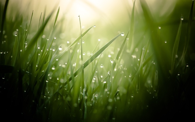 morningdew