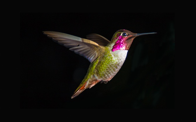 hummingbirdinflight
