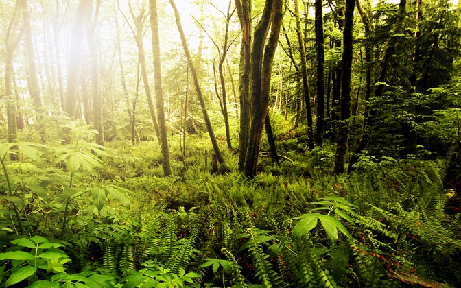 fernsandmossytrees