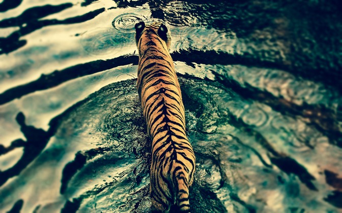 ripples