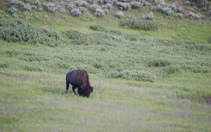 yellowstonebison