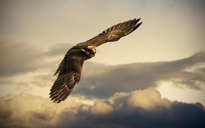 angrybird