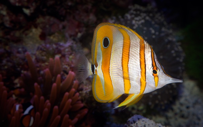 copperbandbutterflyfish