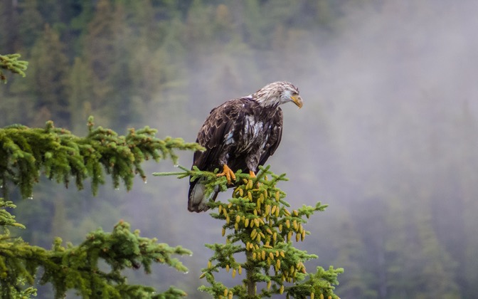 jasperbaldeagle