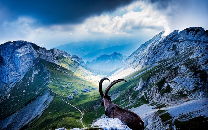 goatatmountpilatus