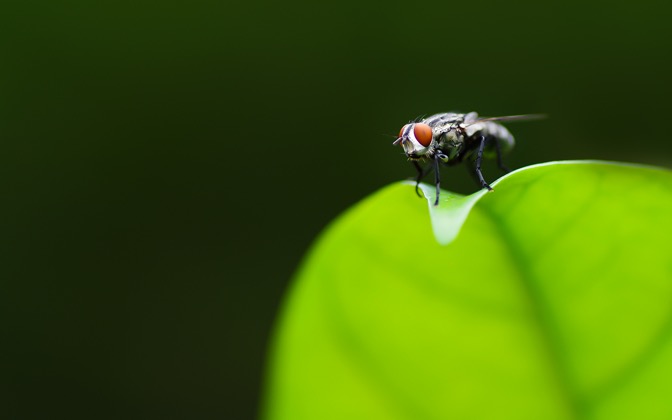 photogenicfly