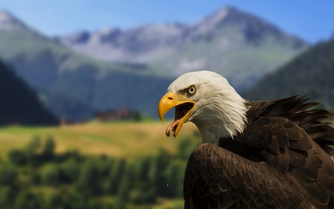 baldeagle