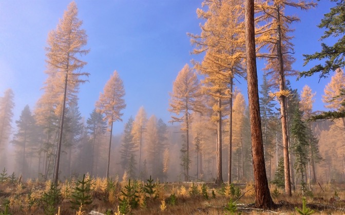 prehistoricwoods