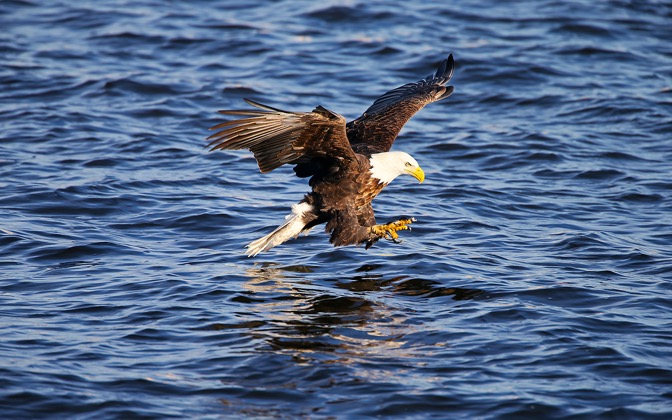 fishingbaldeagle