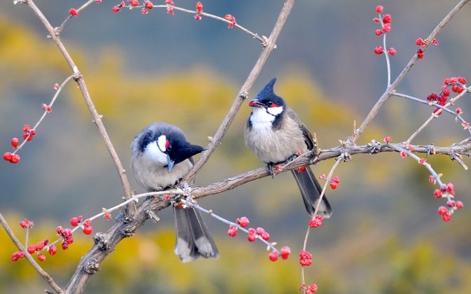 redwhiskeredbulbuls