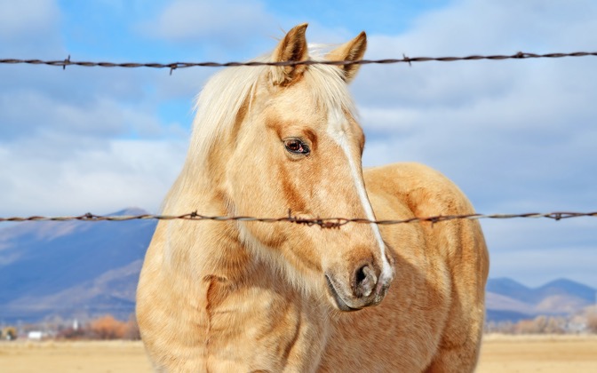 midwayhorse
