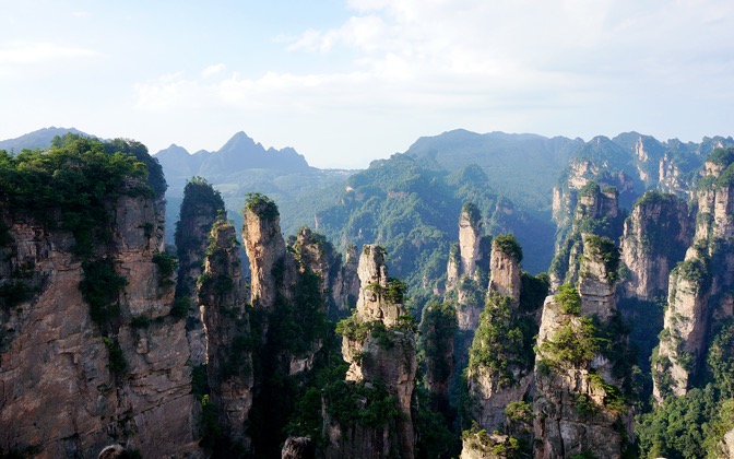 forestpillars