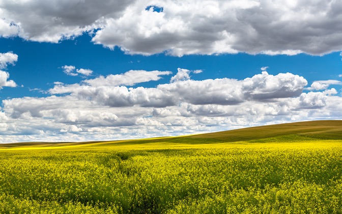 palousecanola