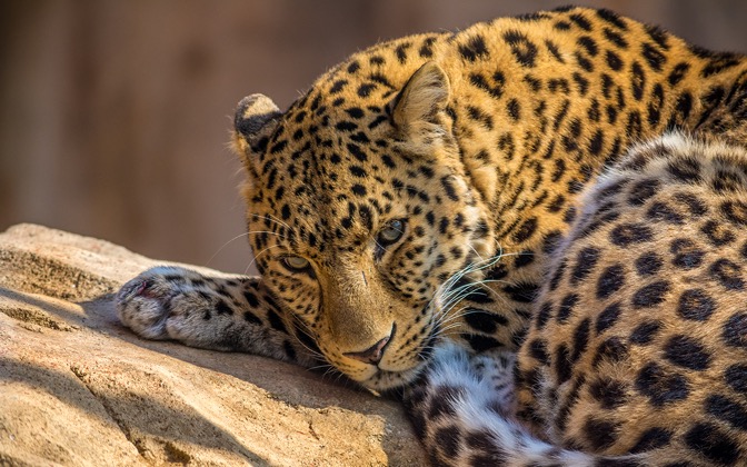 leopard