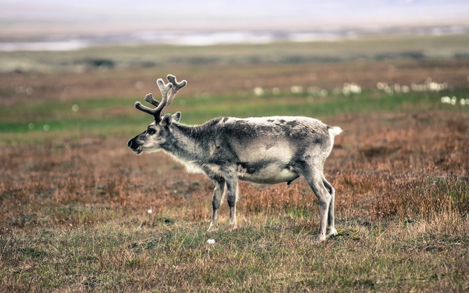 svalbardreindeer