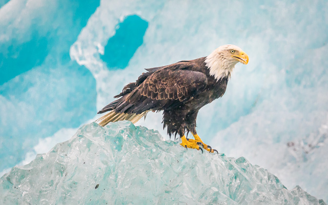 eagleonicebergalaska