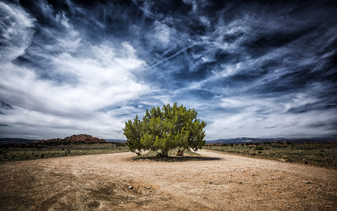 onejunipertree