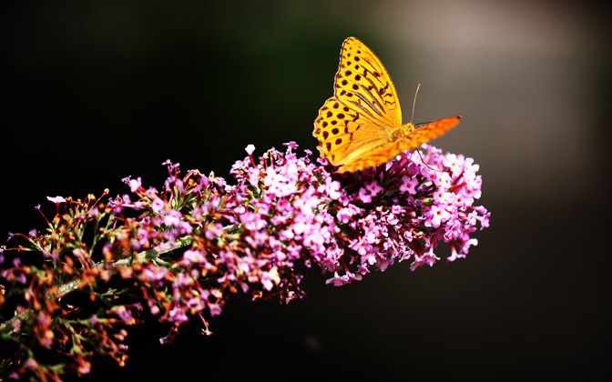 fritillary