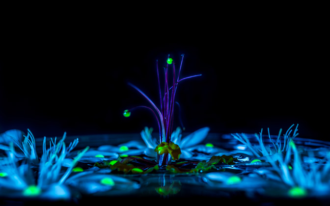 luminous