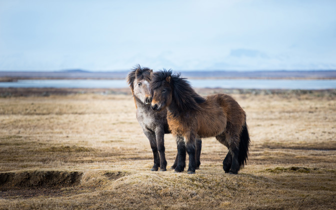 icelandichorse