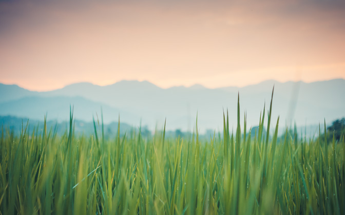 thegreenergrass