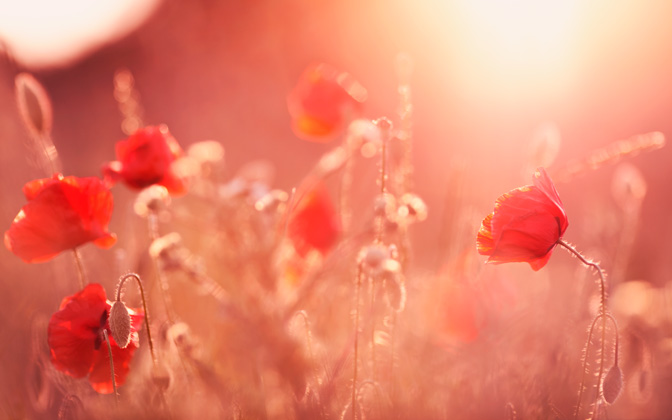 summerlight