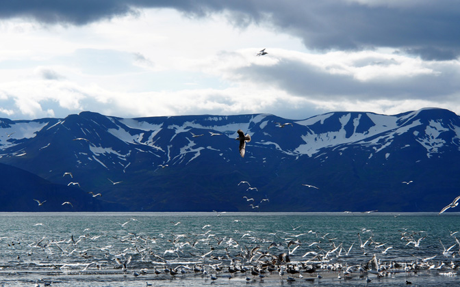 polarnature