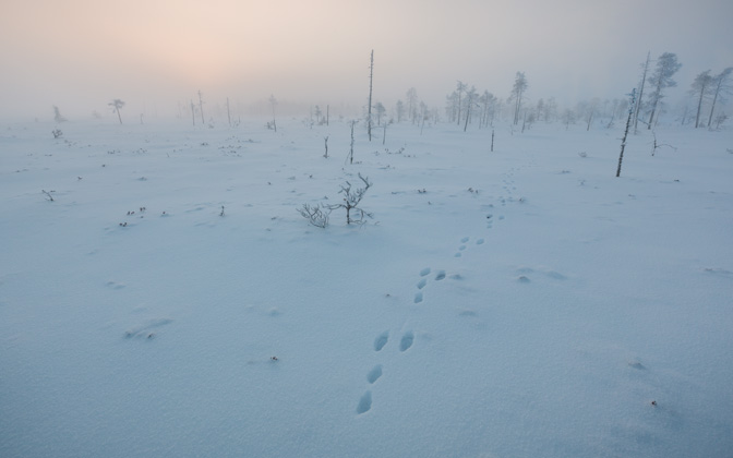 mythicsilenceastheywanderinthemist