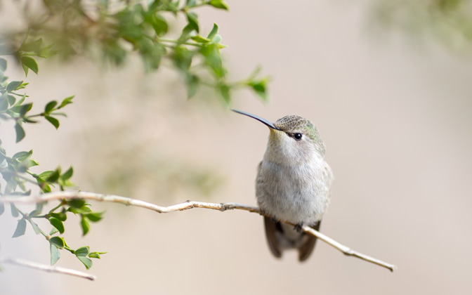 posinghummingbird